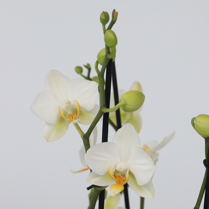 Orqídea Phalaenopsis - Phalaenopsis Multiflora - Altura 35-45cm - ⌀12cm