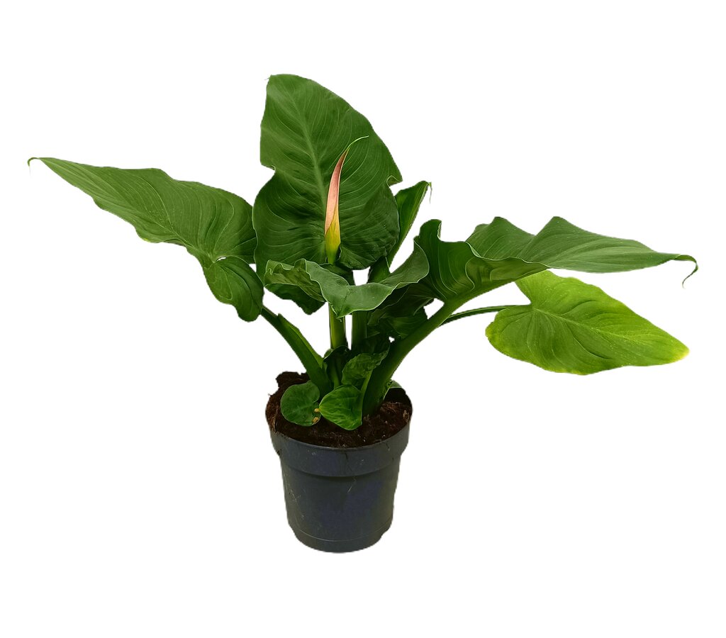 Calla Flamingo M19 40-50cm (lirio)_0