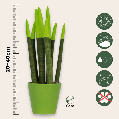 Lengua De Suegra Cilíndrica - Sansevieria Cylindrica - Altura 20-40cm - ⌀9cm_2