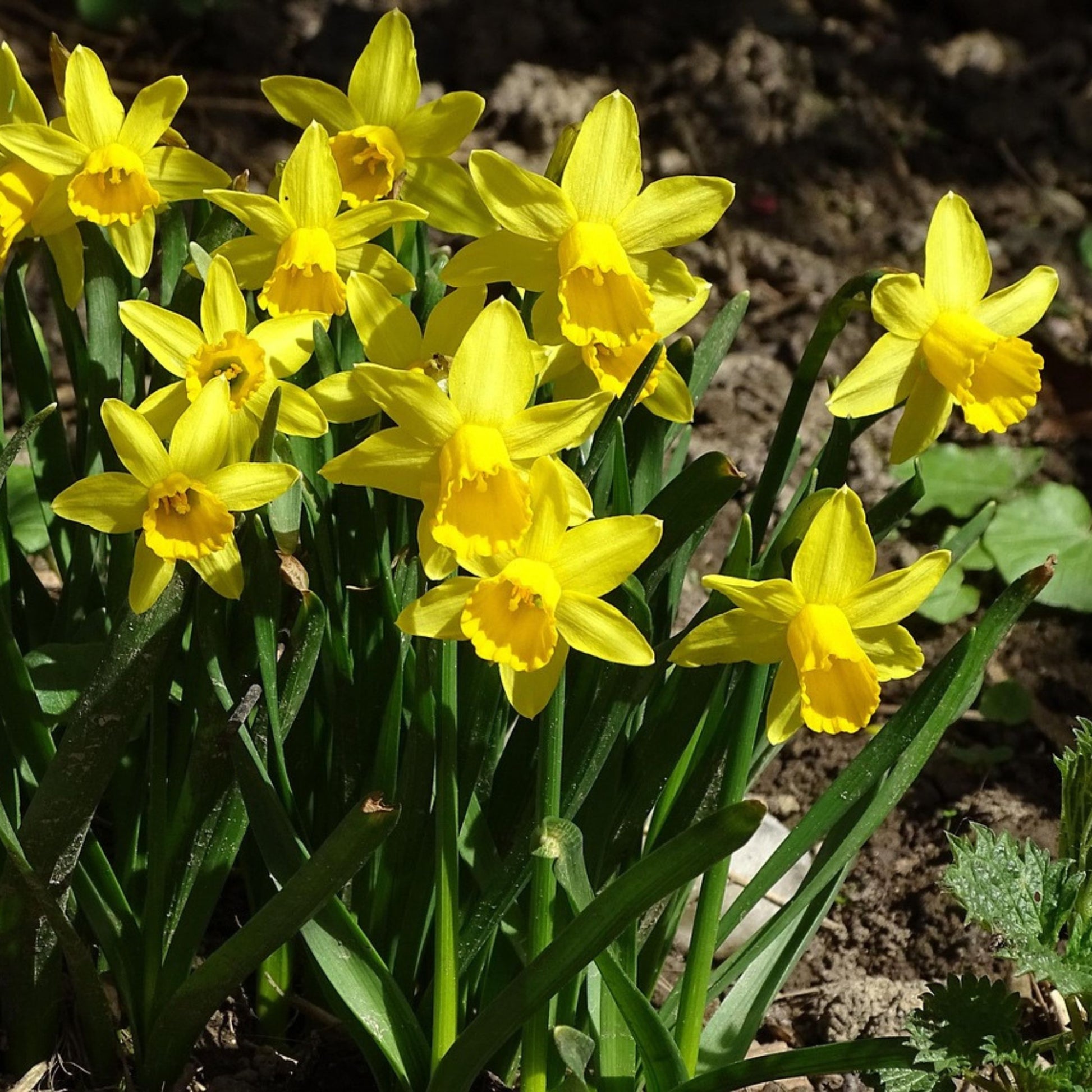 Bulbos De Narcisos - 50 Pzs - Narcissus 'tête-à-tête' - Bulbos De Flores