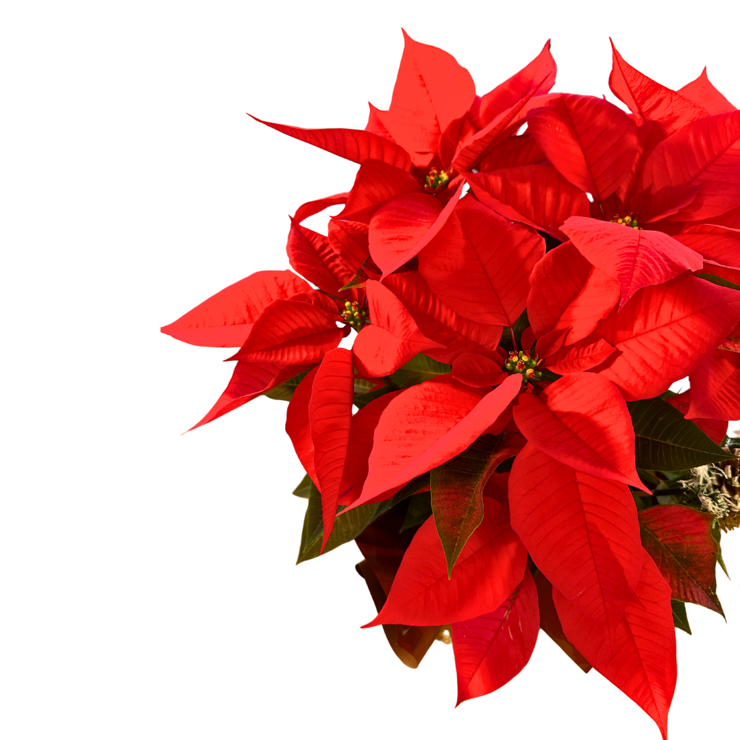 Poinsettia En Copa: La Flor De Pascua Que Ilumina Tu Navidad M20_1
