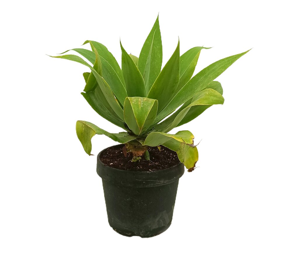 Agave Attenuata M20 50cm