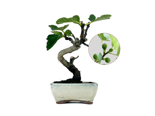 Bonsái Ficus Carica – Higuera 7 Años_0