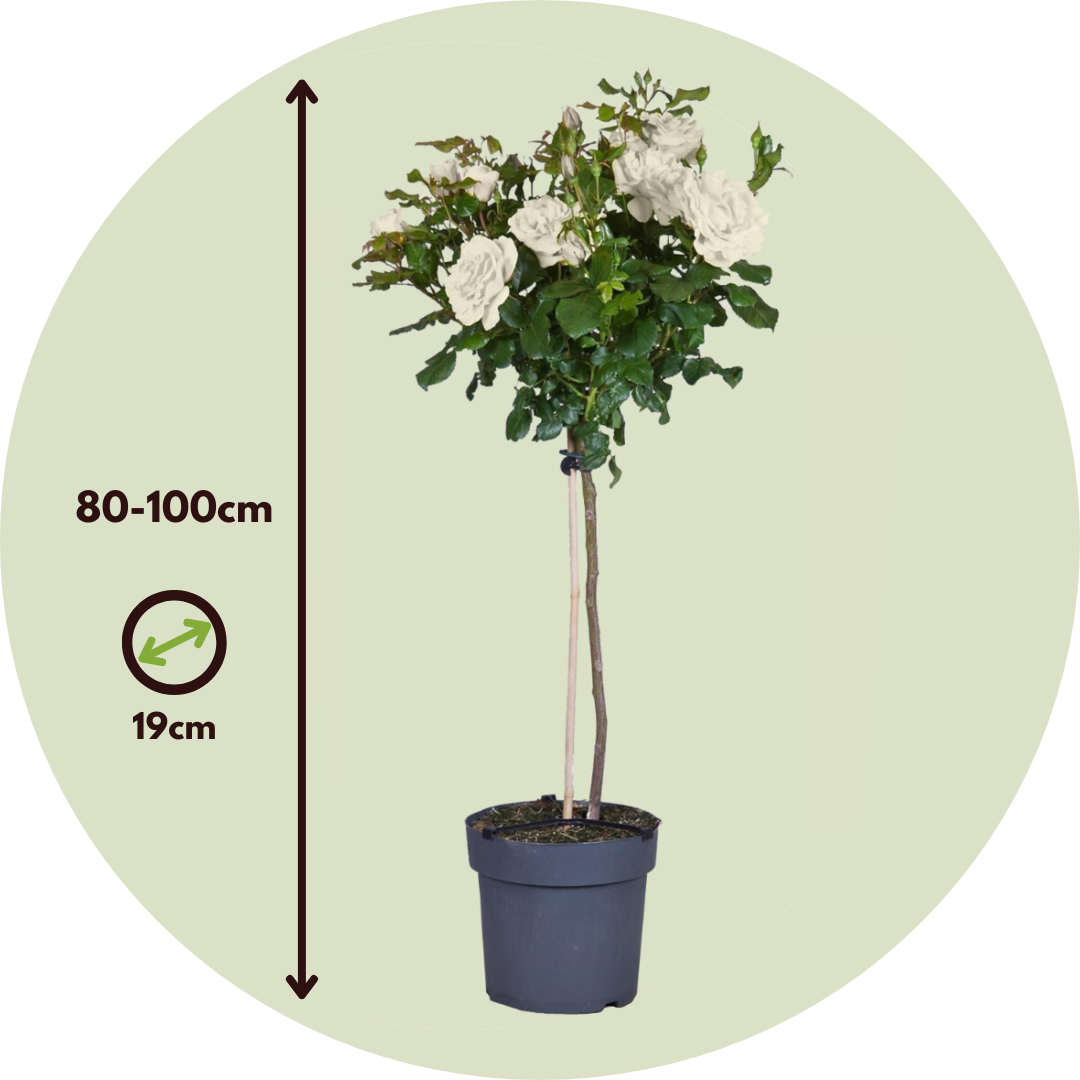 Rosa De Tallo - Rosa Palace ‘kailani' - Altura 80-100cm - ⌀19cm_2