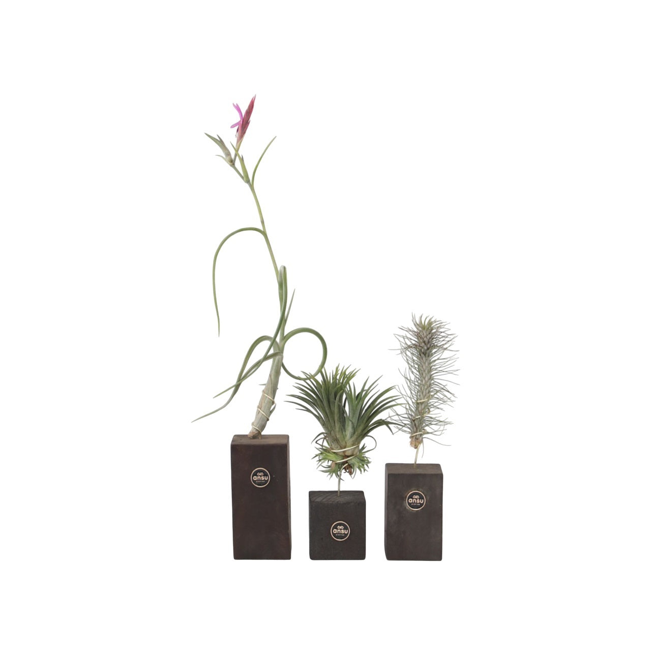 Claveles De Aire - 3 Pzs - Tillandsia 'burnt Wood Trio' - Altura 30-35cm_0