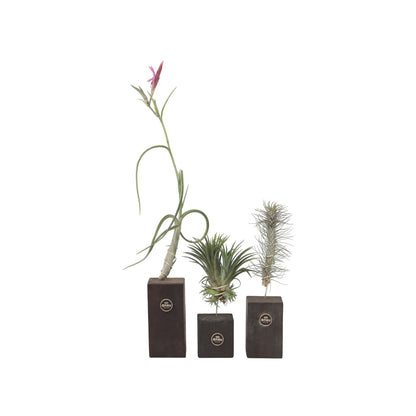 Claveles De Aire - 3 Pzs - Tillandsia 'burnt Wood Trio' - Altura 30-35cm_0