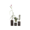 Claveles De Aire - 3 Pzs - Tillandsia 'burnt Wood Trio' - Altura 30-35cm