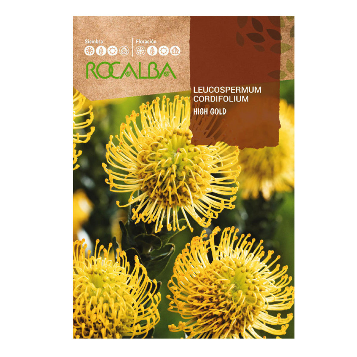 Semillas de Protea Leucospermum cordifolium, Rocalba