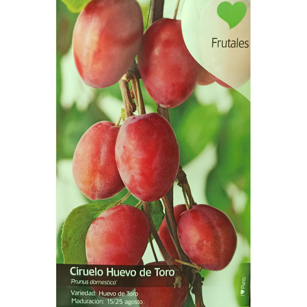 Ciruelo Huevo De Toro M22 120cm (ciruelo President)_0