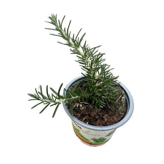 Romero Rastrero Planta Ornamental Para Jardines Y Macetas (rosmarinus Officinalis Prostratus) Maceta 11cm_0
