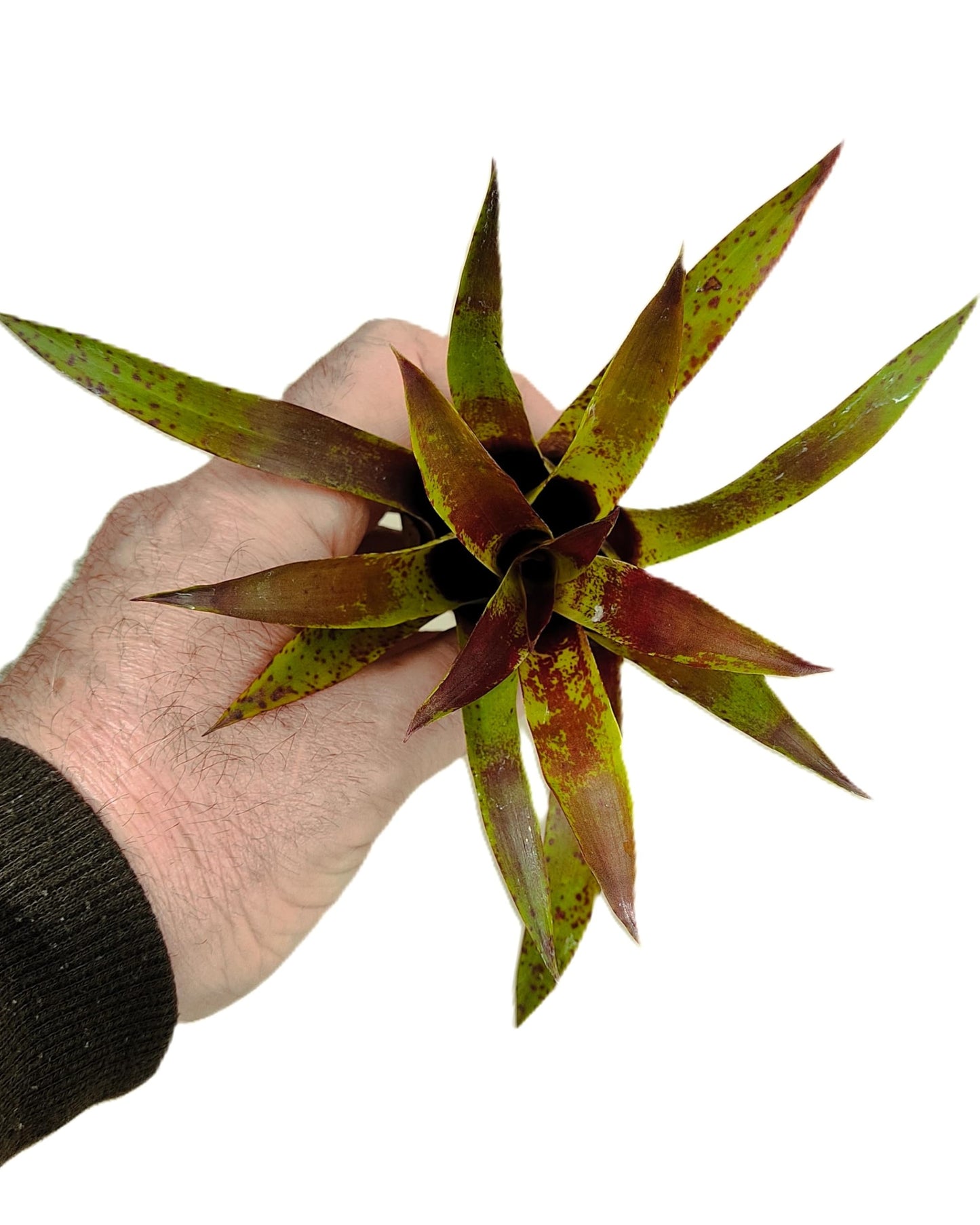 Vriesea lubbersii; bromelia verde y púrpura; Curiosarium; altura 15 cm, diámetro 10 cm_3