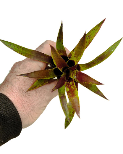Vriesea lubbersii; bromelia verde y púrpura; Curiosarium; altura 15 cm, diámetro 10 cm_3