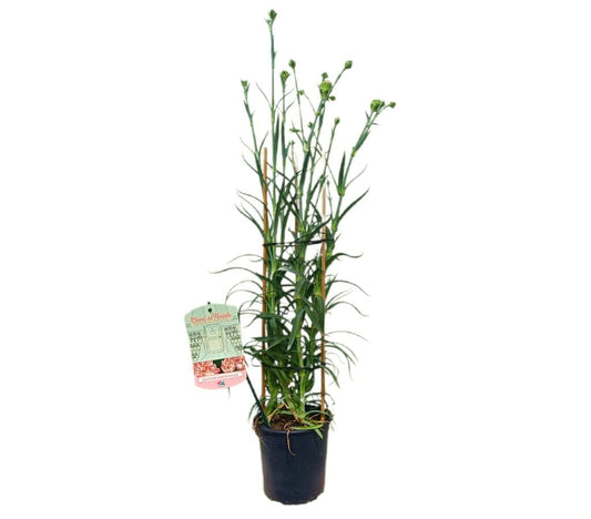 Clavel Mediterraneo M15_0
