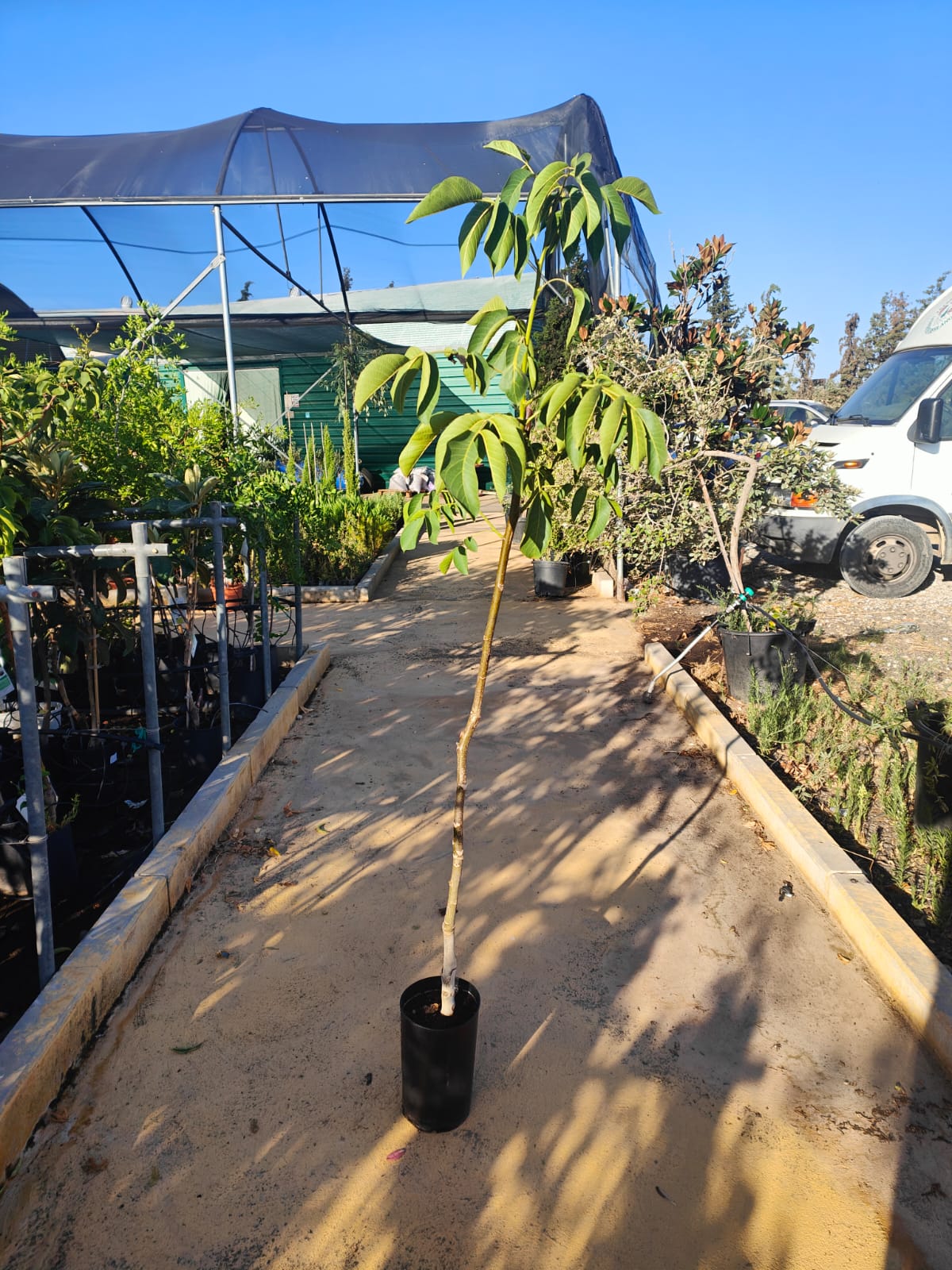 Nogal Injertado Maceta