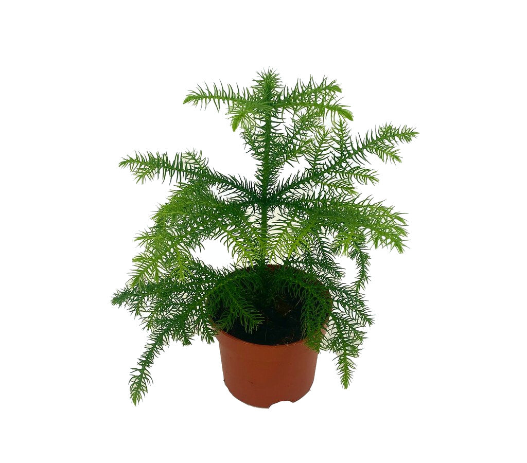 Araucaria Heterophylla M10 (pino De Norfolk)_0
