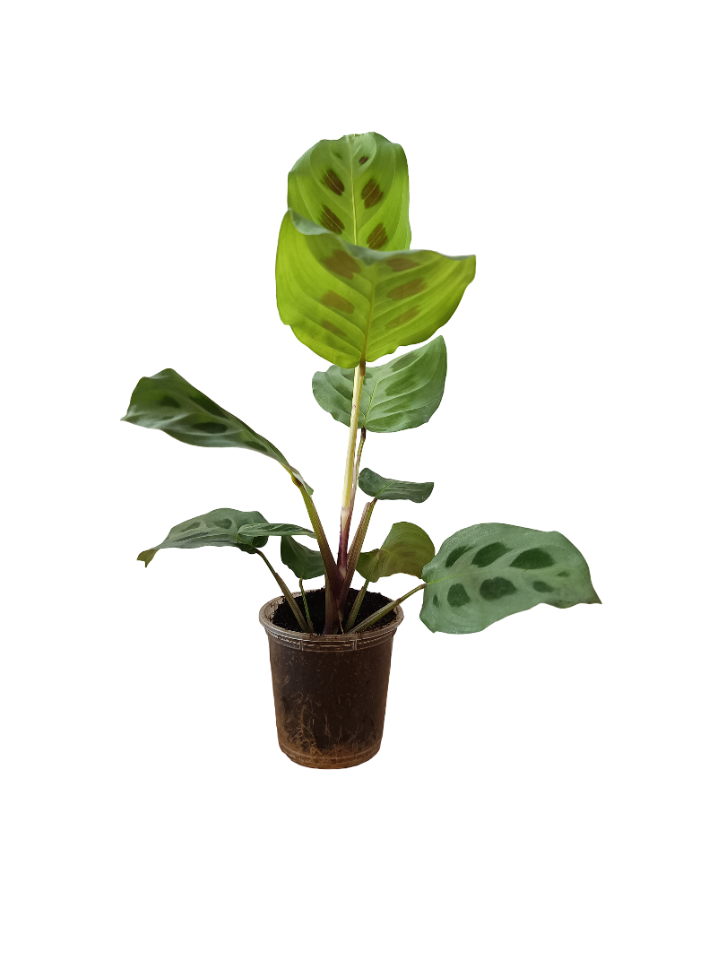 Planta Maranta Kerchoviana De Interior Mini Ø5 Cm_0