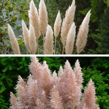 Hierba Da Las Pampas - 6 Pzs - Cortaderia Selloana - Altura 25-40cm - ⌀9cm