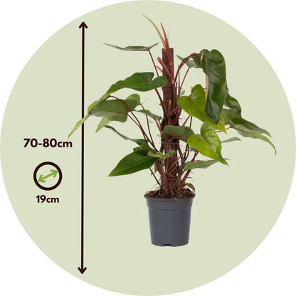 Filodendro - Philodendron Red Emerald Kratiste - Altura 70-80cm - ⌀19cm