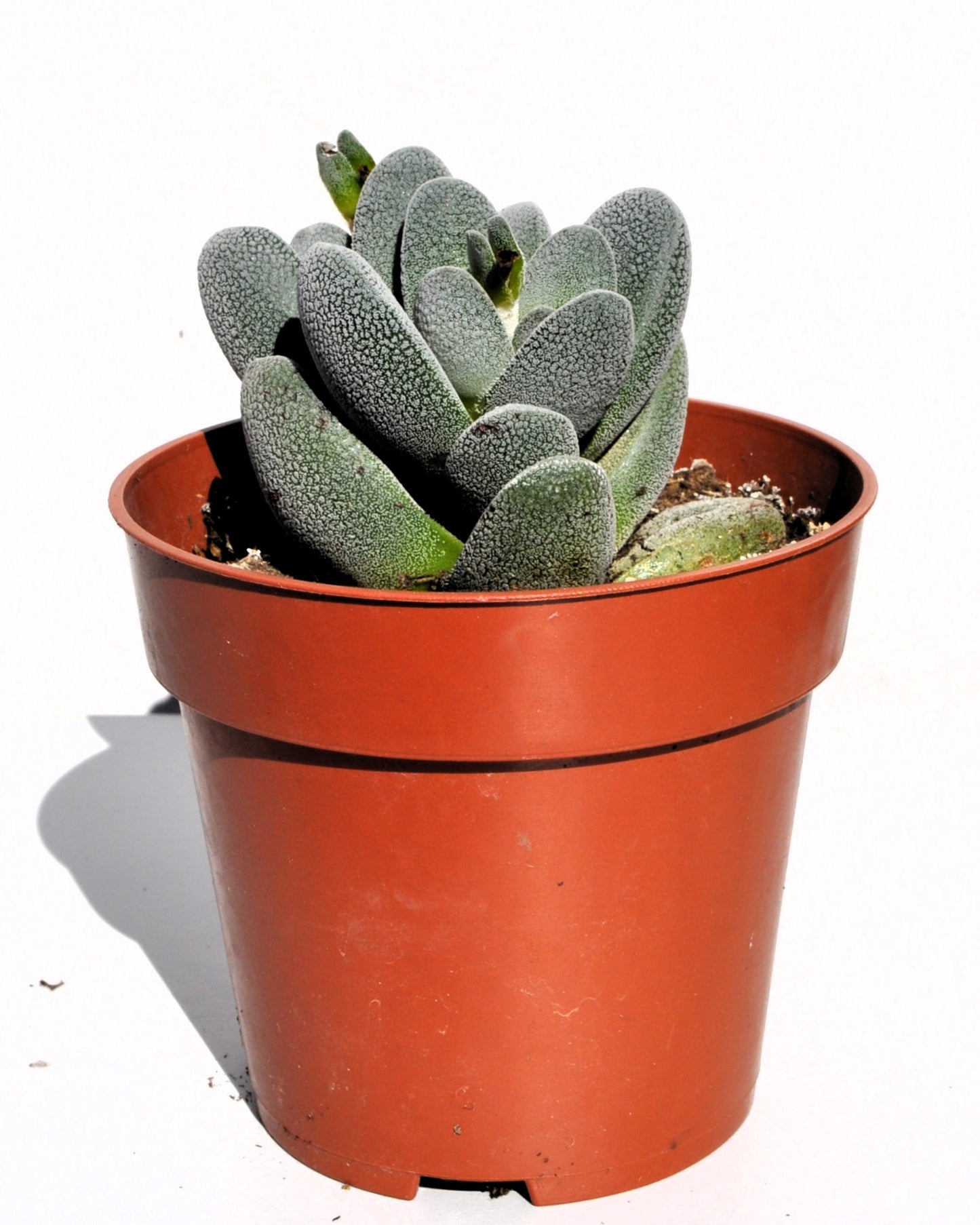 Crassula Tecta; Planta Suculenta camuflada, Planta De Colección; Curiosarium; Diámetro Maceta 10,5 Cm_2