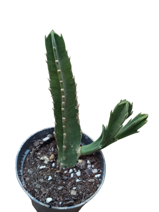 Stapelia Gigantea Planta Suculenta Ø8_0