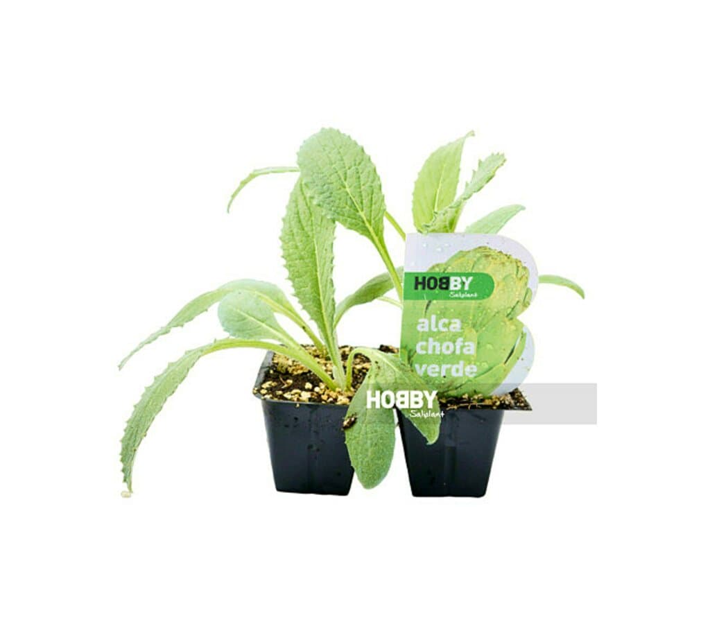 Alcachofa Verde M11 (cynara Scolymus)_1