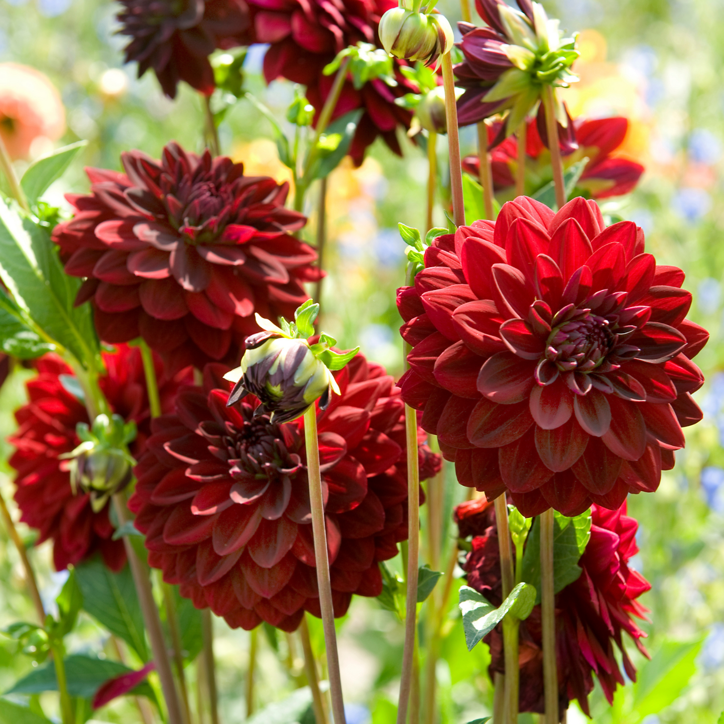Tubérculos De Dalia - 3 Pzs - Dahlia 'arabian Night' - Rojo_3