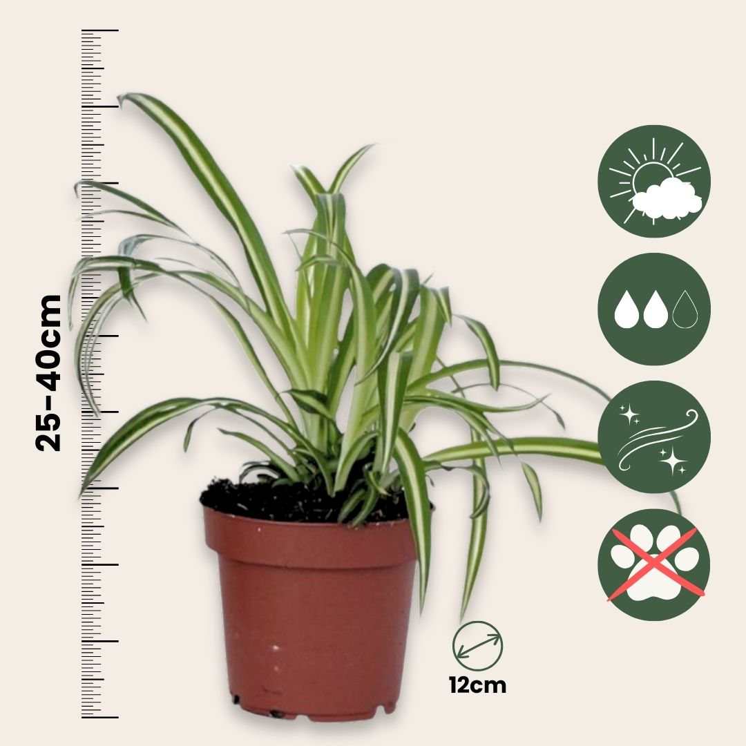Malamadre - Chlorophytum Comosum 'atlantic' - Altura 25-40cm - ⌀12cm_2
