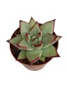 Echeveria Ebony Planta Suculenta Ø8