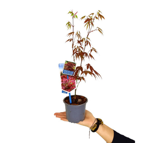 Acer Palmatum Atropurpureum M10 35cm_0