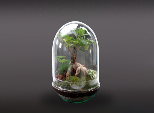 Nanogarden Terrario Jungle In Dome 30x17_0