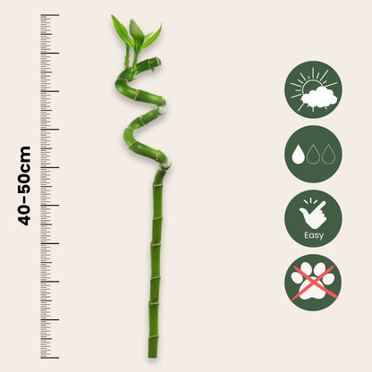 Bambú De La Suerte - 12 Pzs - Dracaena Sanderiana - Altura 40-50cm - ⌀2cm_2
