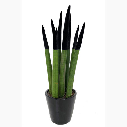 Sansevieria Cilindrica Pintada M8 25cm (lengua De Suegra)