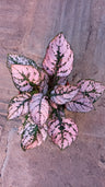 Hypoestes Color Rosa Planta Interior Terrario Ø8 cm
