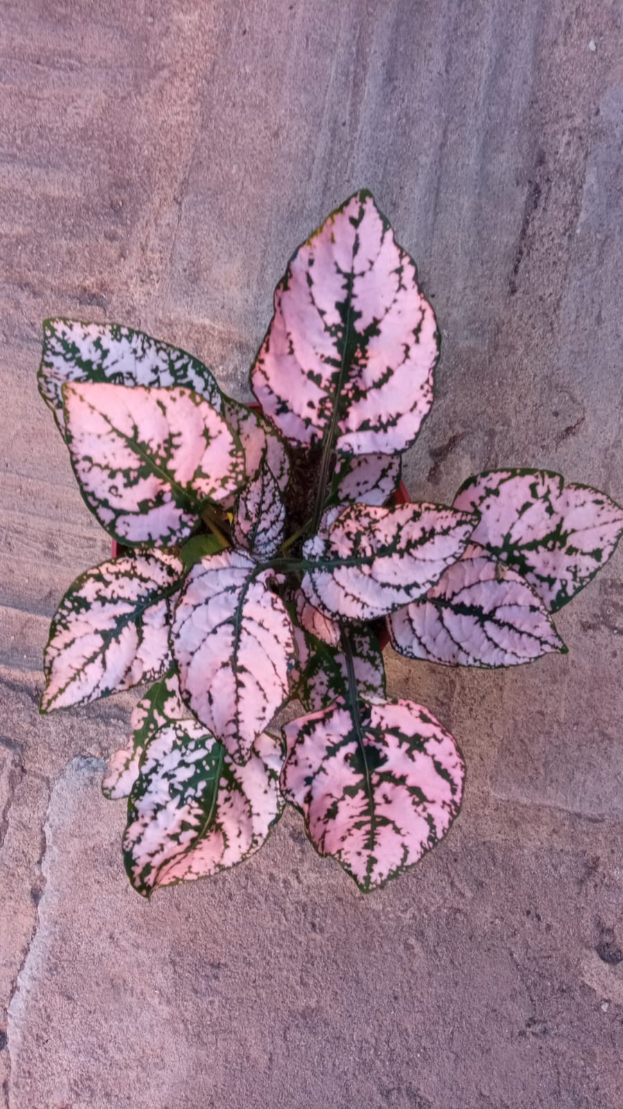 Hypoestes Color Rosa Planta Interior Terrario Ø8 cm_0