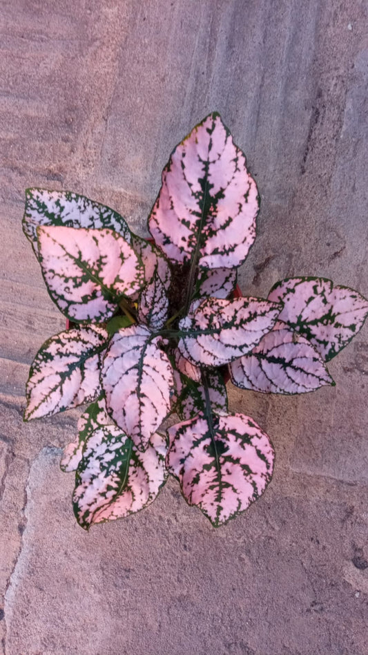 Hypoestes Color Rosa Planta Interior Terrario Ø8 cm_0