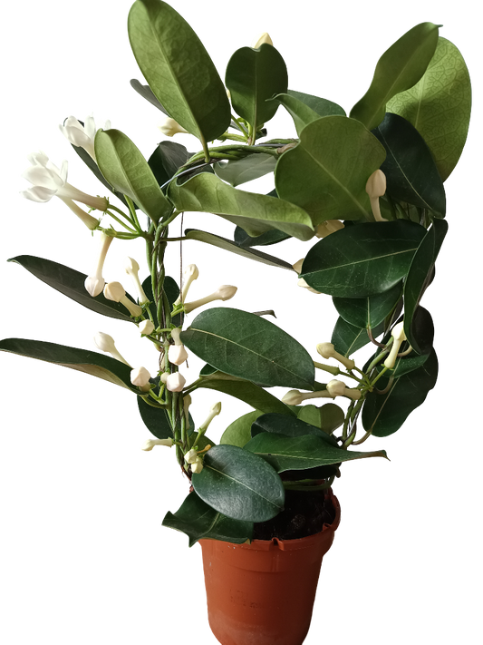 Jazmin De Madagascar Stephanotis Floribunda 1 Planta De Flor_0