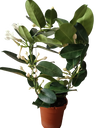 Jazmin De Madagascar Stephanotis Floribunda 1 Planta De Flor