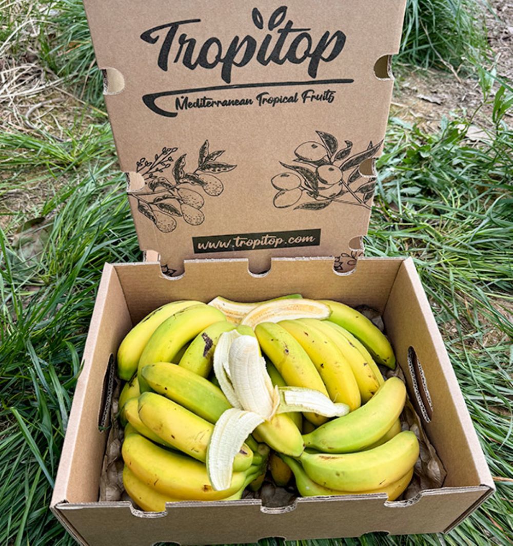 Caja De Plátanos De Canarias Tropitop Caja De 15kg_4
