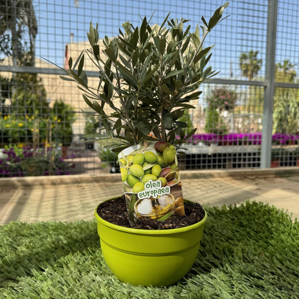 Prebonsai Olivo