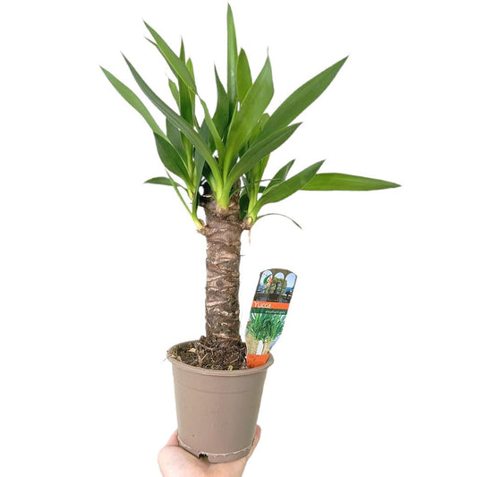 Yucca Elephantipes M12_0