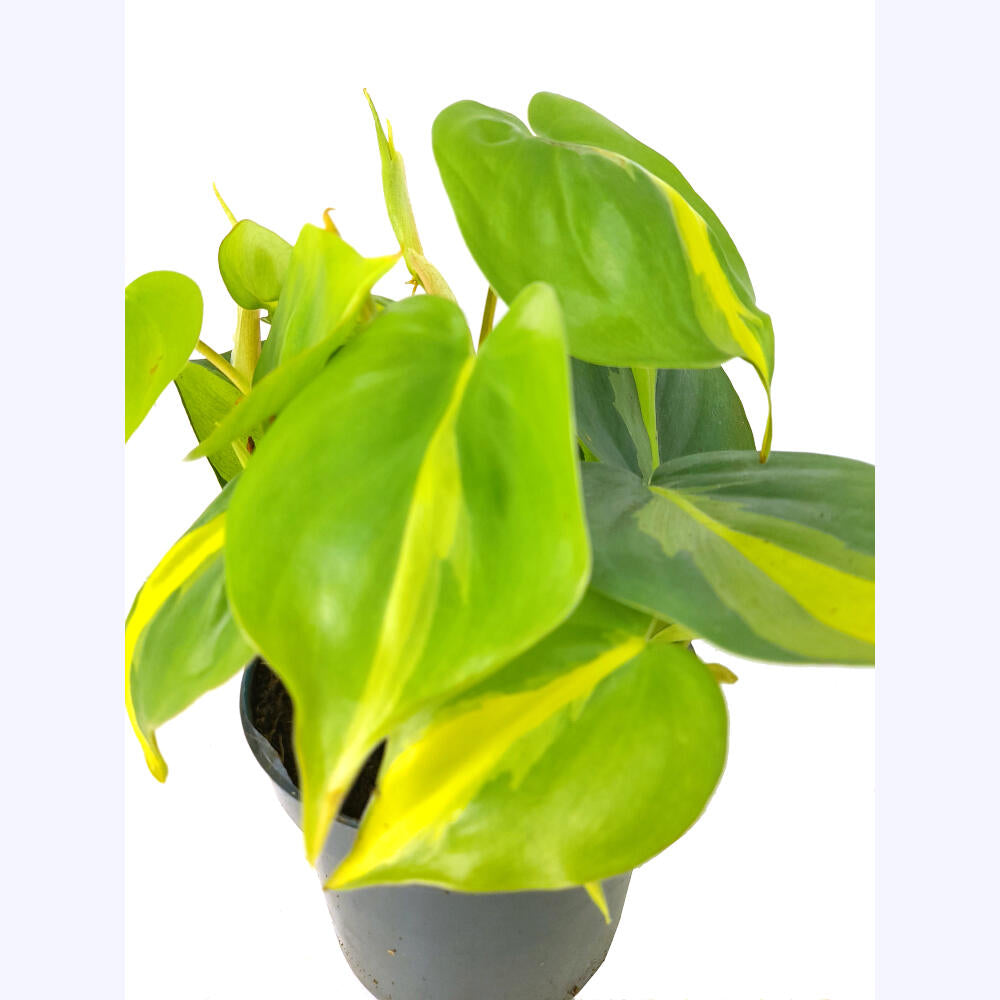Philodendron Brasil M12_1