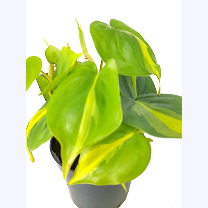 Philodendron Brasil M12_2