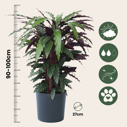 Planta Pavo Real - Calathea 'wavestar' - Altura 90cm - ⌀27cm_2