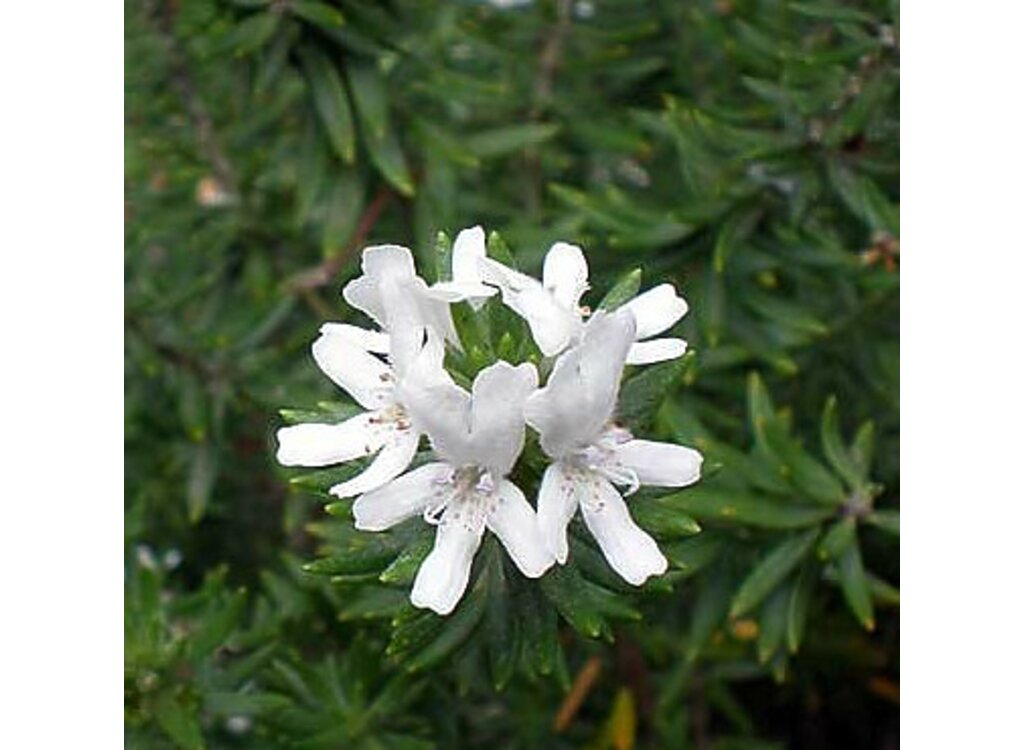 Westringia Fruticosa M24 55cm_2
