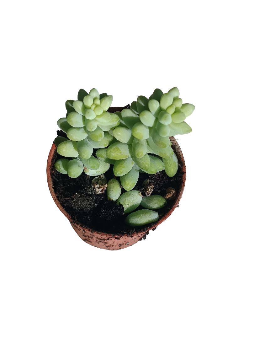 Sedum Burrito Colgante Ø5 Cm Planta Suculenta Sol_0