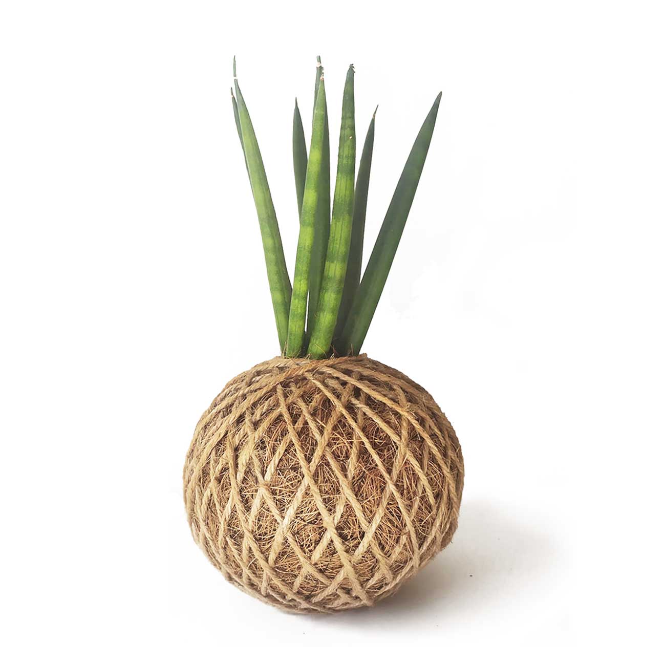 Sansevieria Cylíndrica En Kokedama_1