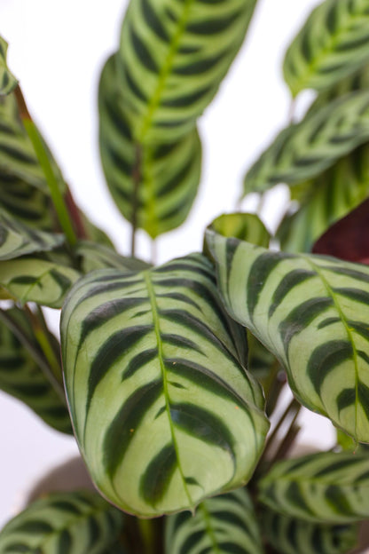 Planta De Oración - 4 Pzs - Ctenanthe 'burle-marxii' - Altura 25-40cm - ⌀12cm