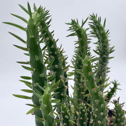 Cactus Alfiler De Eva, Maceta De 24 Cm._3