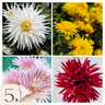 Tubérculos De Dalia - 5 Pzs - Dahlia 'cactus Mix'