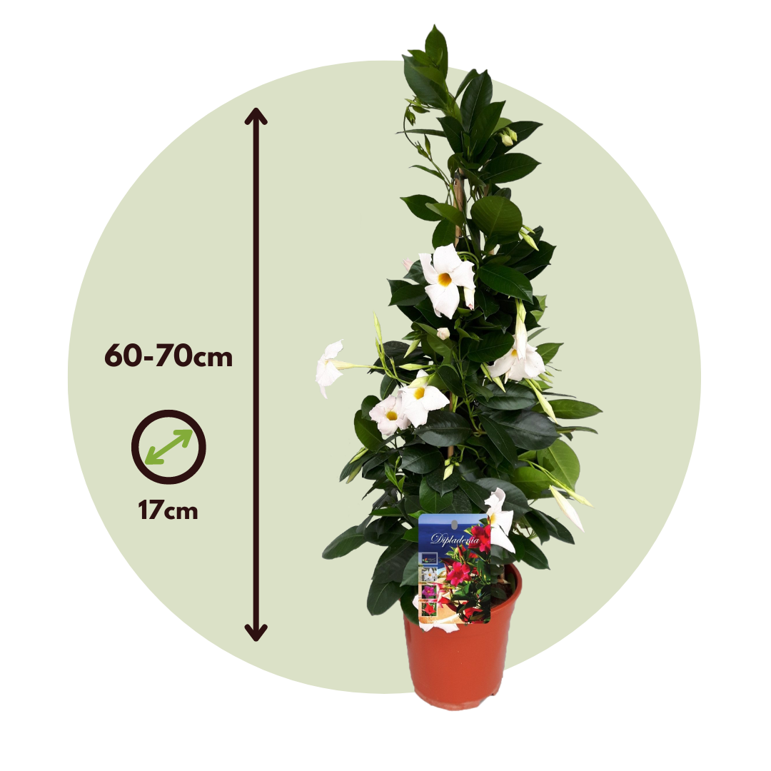 Dipladenia - Mandeville 'rio White' - Altura 60-70cm - ⌀17cm_2